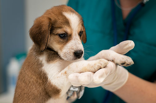 Petcare