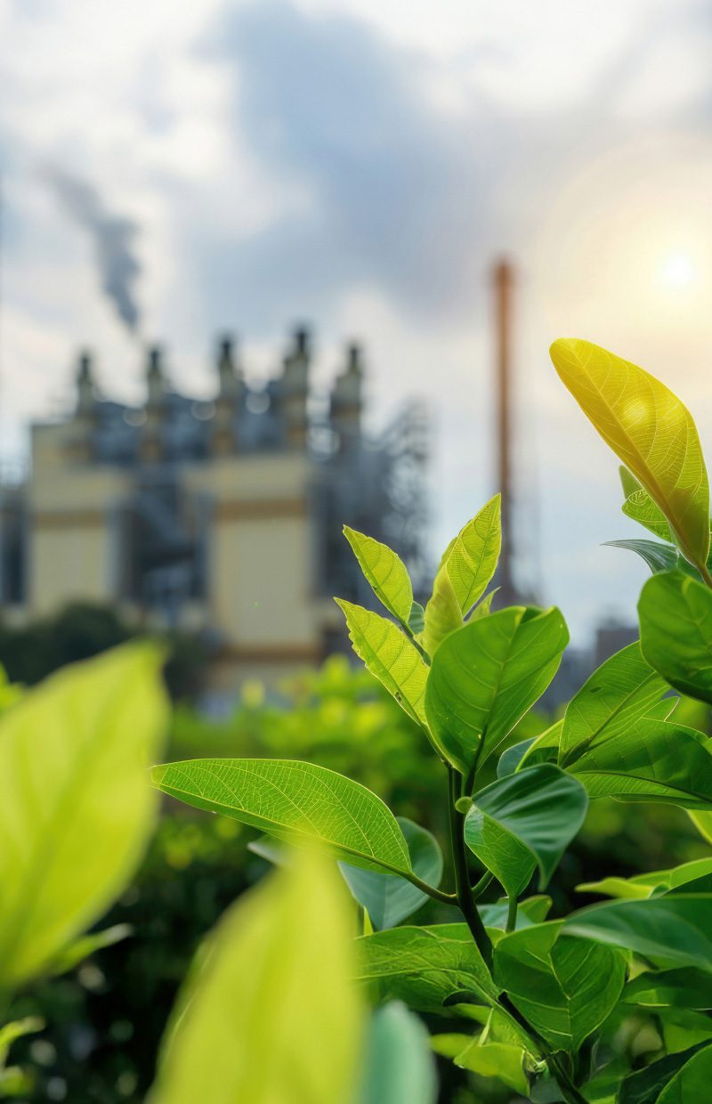 Close-up of glossy green leaves in the foreground, with a distant industrial factory and smokestacks visible in a hazy background under a bright sky.